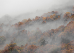 В Воронежской области объявили жёлтый уровень погодной опасности из-за тумана