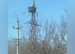 В Воронежскую область прилетели аисты