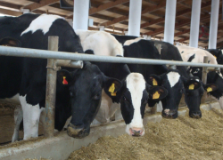 Эти коровки много дают молока: в Аннинский район завезли очередную партию «голштинов»