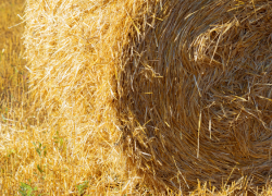 В панинском селе огонь уничтожил 7 тонн сена