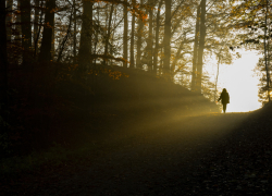 В Воронежской области в августе мёртвыми нашли 8 пропавших без вести