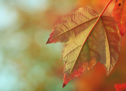 Последняя неделя октября в Воронежской области будет дождливой и ветреной