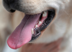 В 2025 году в Воронежской области бешенством заразились 33 животных