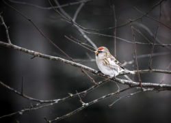 Воронежские синоптики объяснили, чем вызваны аномальные температурные качели этой зимой