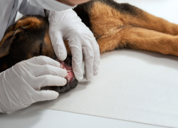 Жителям Таловского района рассказали, где можно привить животных от бешенства