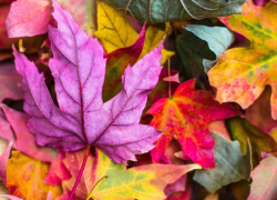 В Воронежской области потеплеет до +27 градусов