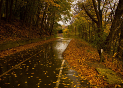 В Воронежскую область придёт дождливая и холодная погода