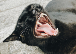 В Аннинском районе ветеринары проведут плановую вакцинацию диких животных