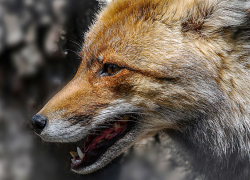 В селах Панинского и Аннинского районов ввели карантин по бешенству животных