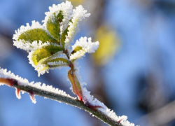 Синоптики рассказали, когда в Воронежскую область придут первые заморозки