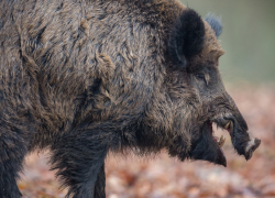 В Воронежской области начали осеннюю вакцинацию диких животных от бешенства