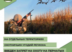 На пруду у села Студеное Аннинского района запретили охоту на пернатых 