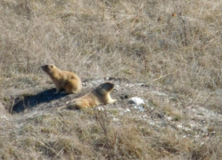 В Воронежской области проснулись байбаки