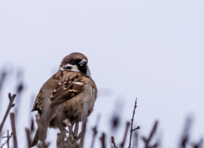 Жителей Воронежской области пригласили поучаствовать в переписи воробьев