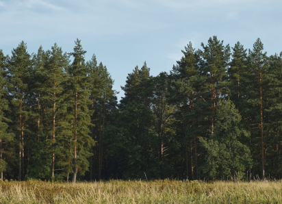 В Воронежской области введут запрет на посещение лесов до сентября