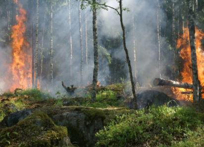В Воронежской области за неделю произошло более 100 ландшафтных пожаров
