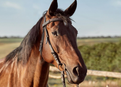 В Бобровском районе сотрудница конного завода получила тяжёлую травму головы
