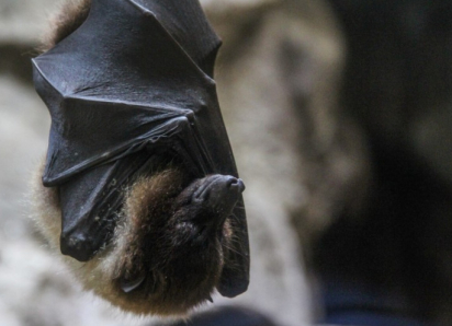 Жителям Воронежской области рассказали, что делать при обнаружении летучих мышей весной