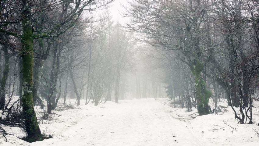 Жителей Воронежской области предупредили о метели и сильном ветре