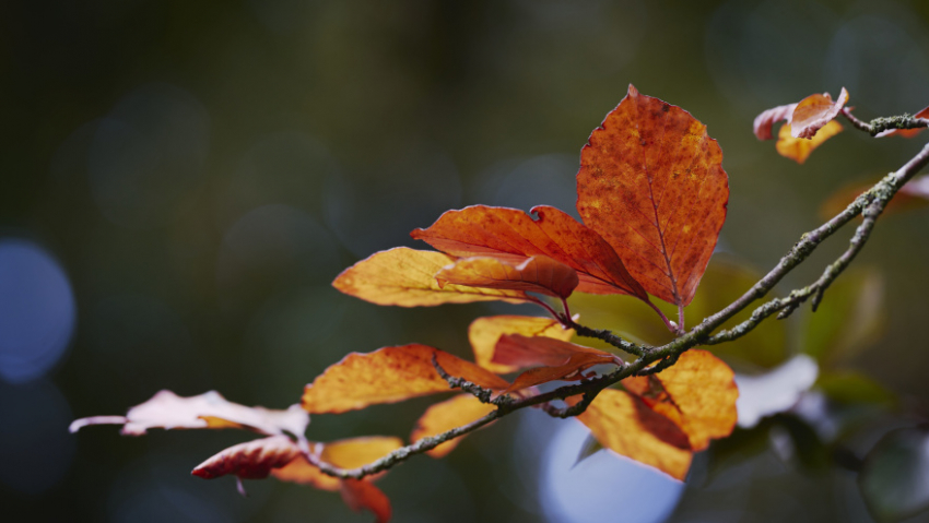 Воронежские синоптики рассказали о погоде в ноябре