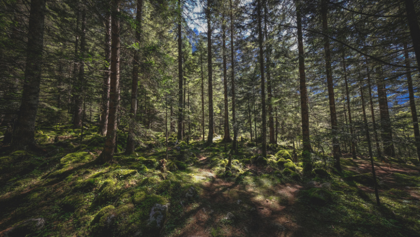 Жителей Воронежской области предупредили о дыме из-за сжигания древесных остатков
