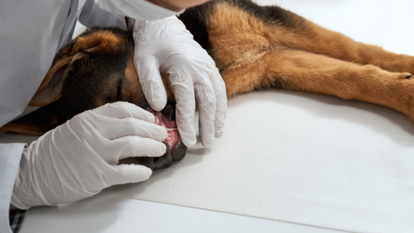 Жителям Таловского района рассказали, где можно привить животных от бешенства