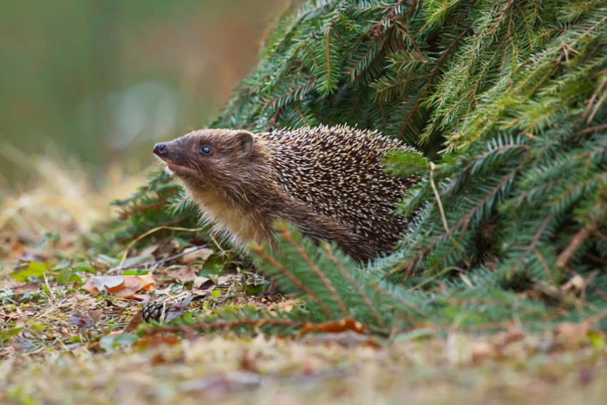 Воронежский ёж предсказал позднюю весну