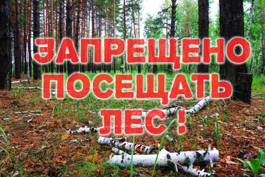 В Воронежской области нельзя посещать леса в сентябре