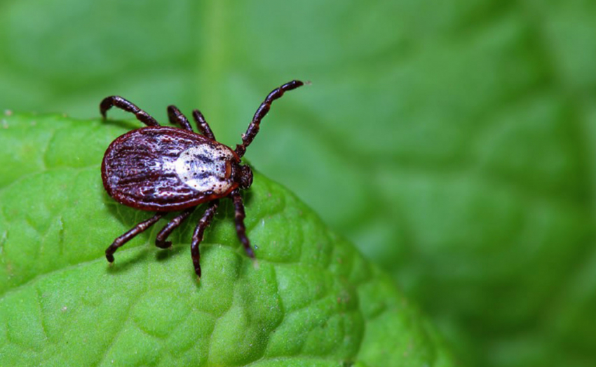 В Воронежской области зарегистрировали случаи заражения болезнью Лайма и ГЛПС
