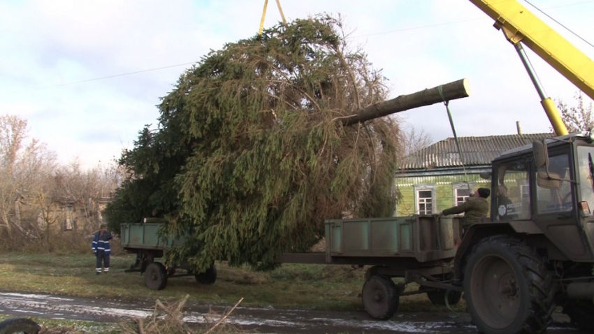 Таловскому райцентру отдали в дар главный символ Нового года