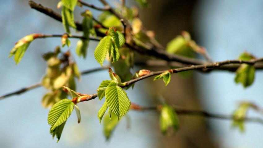 Жителям Воронежской области рассказали, каким будет лето 2026 года
