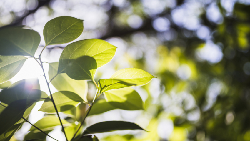 Границы Воронежской области расширятся за счет лесных поселков