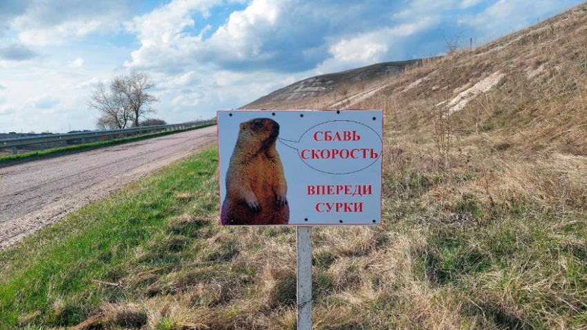 В Воронежской области водителей предупредили о байбаках на дорогах