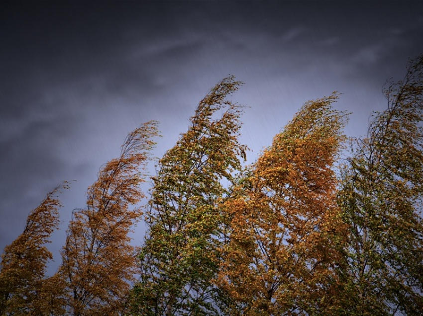 О сильных порывах ветра предупредили спасатели в Воронежской области