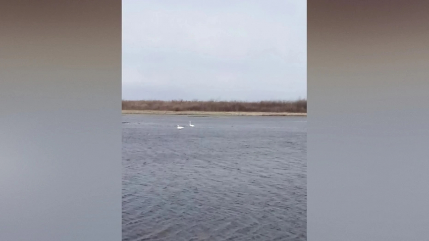 В панинский поселок Тойда вернулась пара лебедей