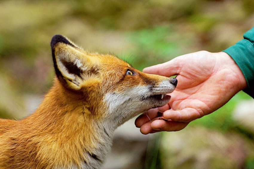 В Воронежской области лисы стали чаще жить в населённых пунктах