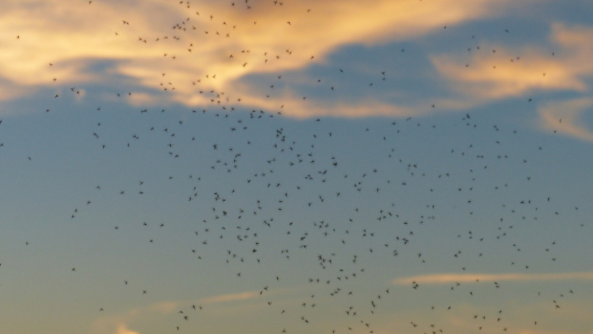 Жители Аннинского района сообщили о нашествии мошек