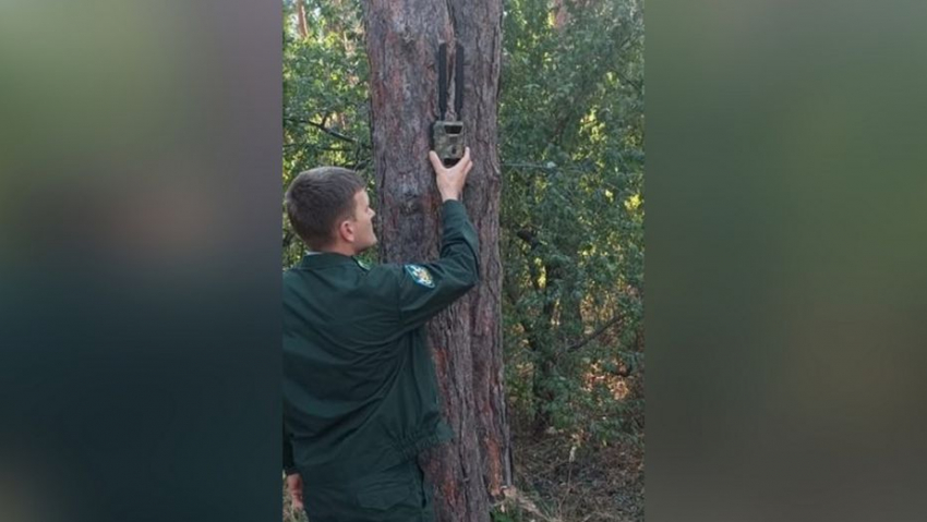 В воронежских лесах установят более 200 фотоловушек