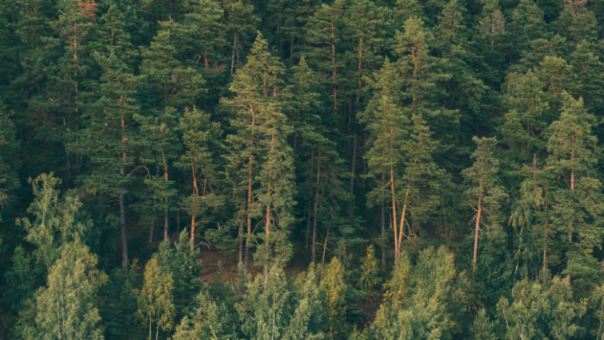 С 1 апреля в Воронежской области начнется пожароопасный сезон