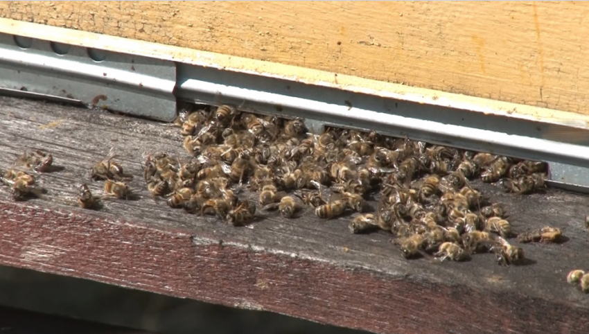 Таловский пасечник получил 3 миллиона от института им. Докучаева за гибель пчёл