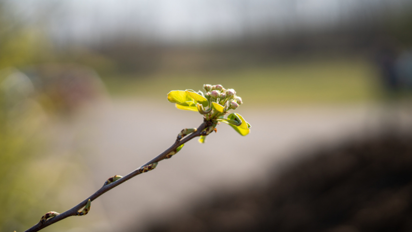 Синоптики рассказали о погоде в Воронежской области в конце марта и начале апреля