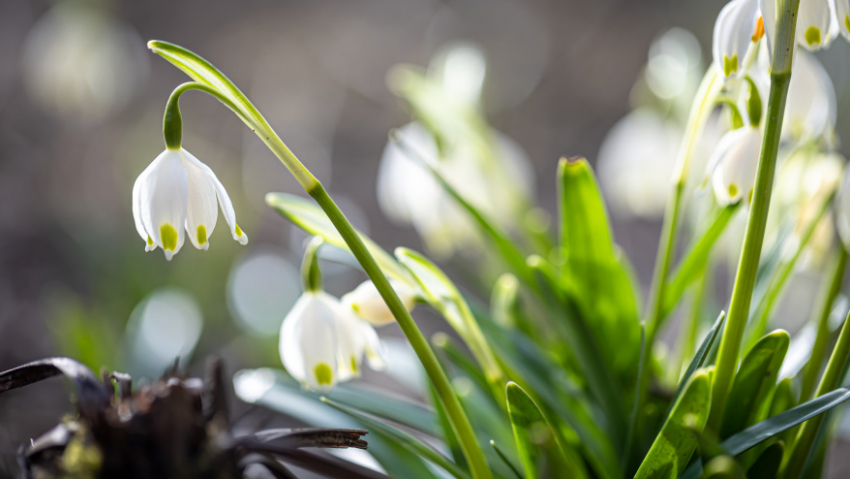 В Воронежской области пройден пик весеннего половодья