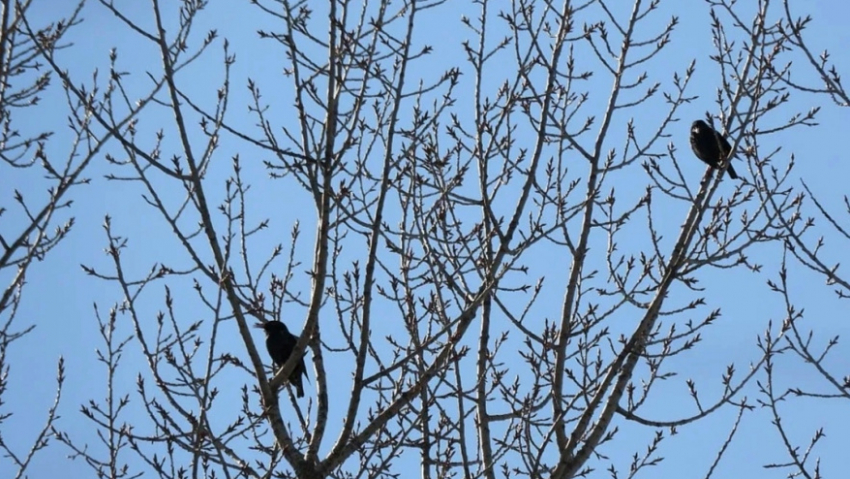 В Хоперский заповедник прилетели скворцы