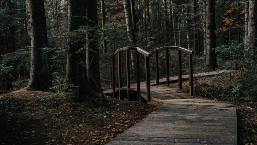 Воронежский заповедник перешел на летний режим работы