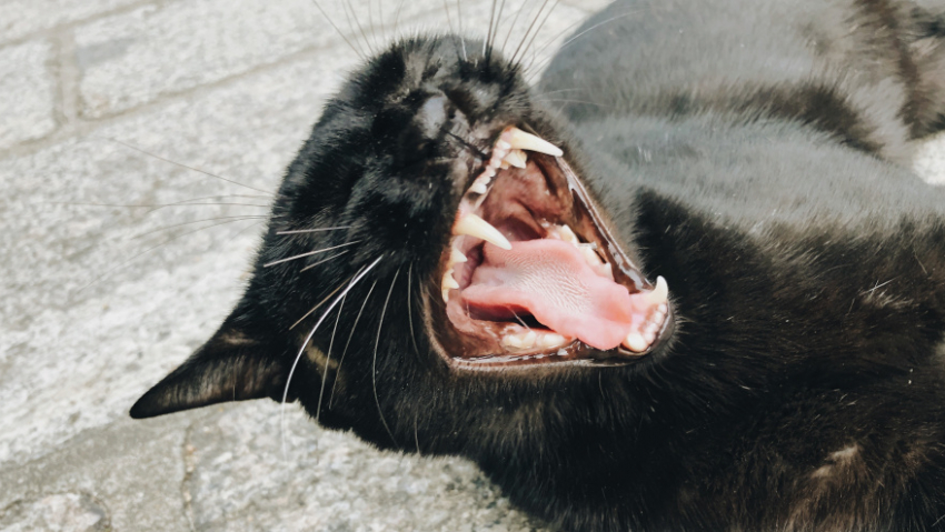 В Боброве ввели карантин по бешенству животных