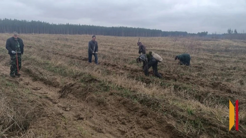 Сотрудники таловского питомника высадили более 400 тыс саженцев сосны