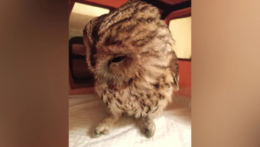 Воронежские волонтеры пытаются спасти серую неясыть из Панино