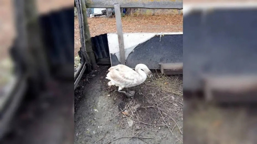 Охотовед из Панинского района спас раненого лебедя