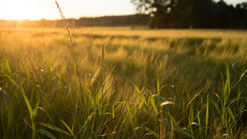 В Воронежскую область придёт по-настоящему летняя жара 
