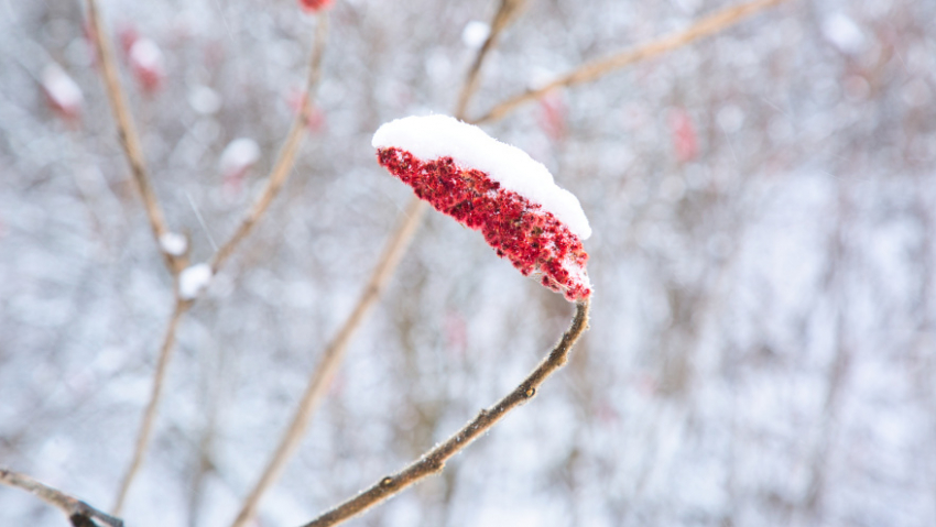 Синоптики рассказали, когда в Воронежской области растает снег